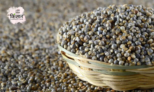 368886-millet-storage-pearl-millet-cultivation-harvesting-threshing-2