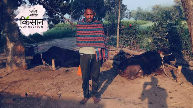 363881-chandauli-dairy-farm-uttar-pradesh-milk-production-migration-rural-india-moomark-dairy-1