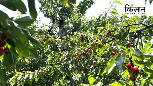 365930-cherry-farming