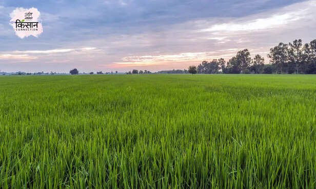 371280-direct-seed-sowing-and-transplanting-paddy-basmati-icar-iari-1