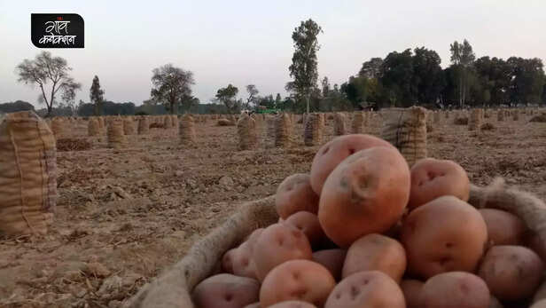 364014-potato-farmers-uttar-pradesh-heatwave-cold-storage-shortage-potato-cultivation-2