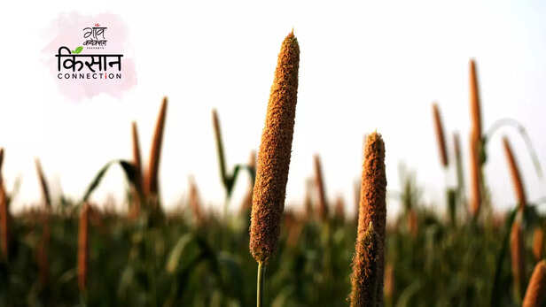 363826-arogya-millets-revive-millets-cultivation-vizianagaram-andhra-pradesh-millet-benefits-2