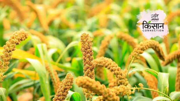 363828-arogya-millets-revive-millets-cultivation-vizianagaram-andhra-pradesh-millet-benefits-6