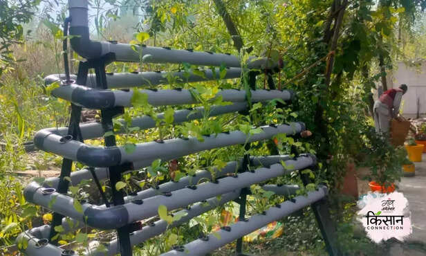 368708-hydroponics-at-home-jammu-kashmir-farmer-soilless-vegetable-cultivation-3