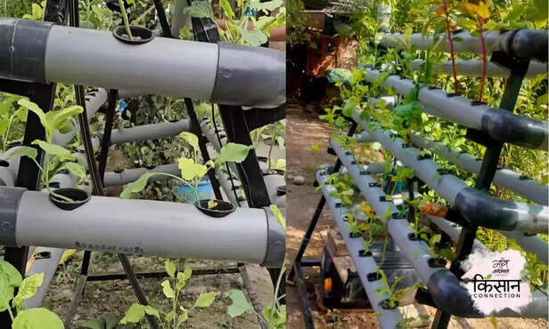 368709-hydroponics-at-home-jammu-kashmir-farmer-soilless-vegetable-cultivation-2