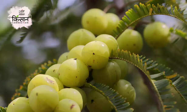 369502-indian-gooseberry-amla-farming-guide-health-benefits-2
