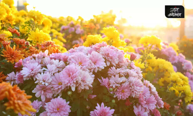 369242-chrysanthemum-flower-farming-coleus-gardening-csir-nbri-lucknow-flower-exhibition-1