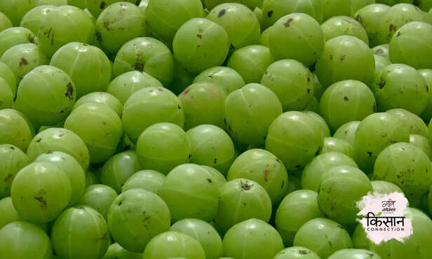 369503-indian-gooseberry-amla-farming-guide-health-benefits-3