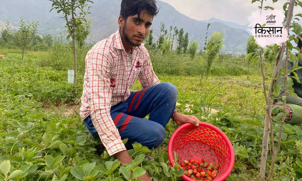 365659-famous-strawberry-village-gasu-jammu-kashmir-climate-change-heatwave-horticulture-5