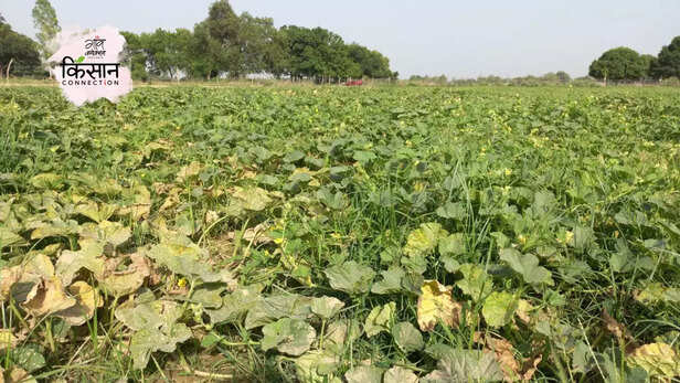 365555-muskmelon-cultivation-heatwave-unnao-uttar-pradesh-farmers-crop-loss-4