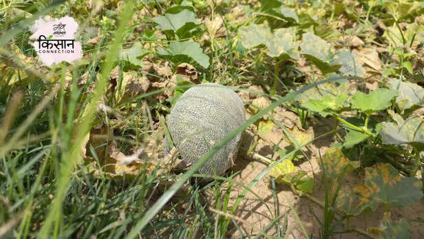 365556-muskmelon-cultivation-heatwave-unnao-uttar-pradesh-farmers-crop-loss-1