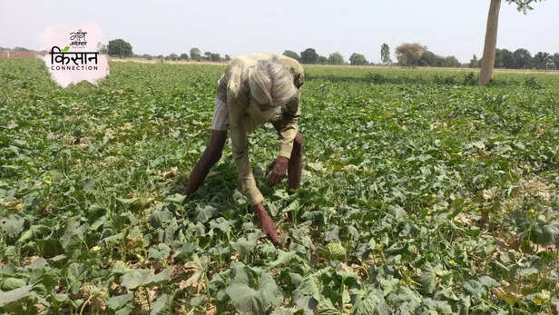 365557-muskmelon-cultivation-heatwave-unnao-uttar-pradesh-farmers-crop-loss-3