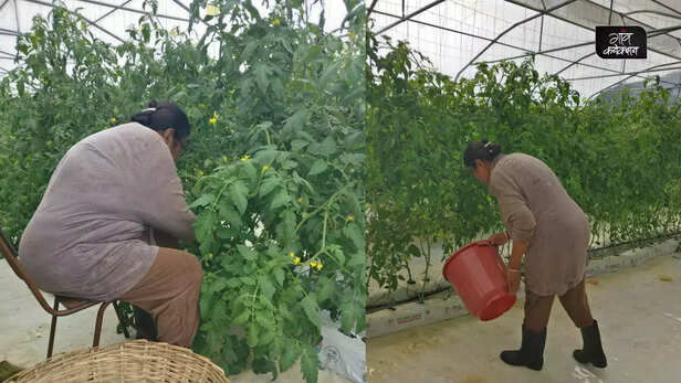 367044-tomato-cultivation-farmers-mauritius-tomato-farming-varieties-india-3