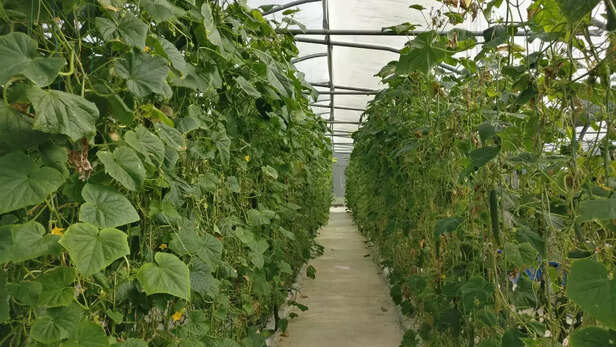 367045-tomato-cultivation-farmers-mauritius-tomato-farming-varieties-india-4