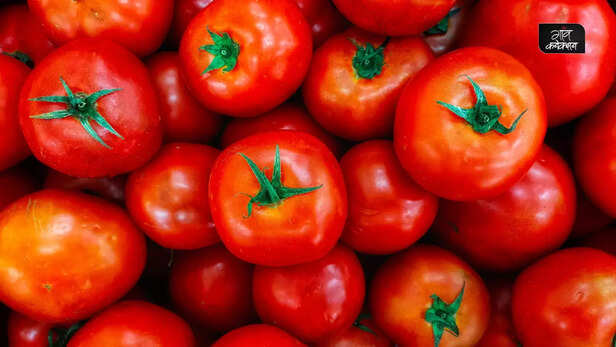 367047-tomato-cultivation-farmers-mauritius-tomato-farming-varieties-india-1