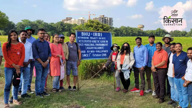 365335-high-yield-paddy-variety-irri-bhu-malviya-manila-sinchit-dhan-1-disease-pest-resistance-2