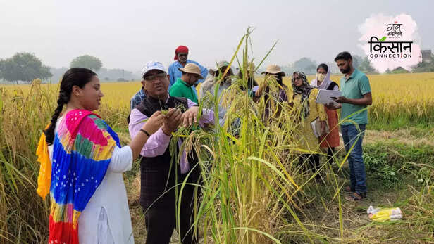 365336-high-yield-paddy-variety-irri-bhu-malviya-manila-sinchit-dhan-1-disease-pest-resistance-3