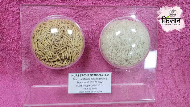 365337-high-yield-paddy-variety-irri-bhu-malviya-manila-sinchit-dhan-1-disease-pest-resistance-4