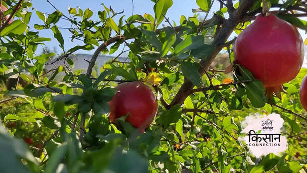 364192-pomegranate-farming-barmer-rajasthan-export-maharashtra-arid-region-3