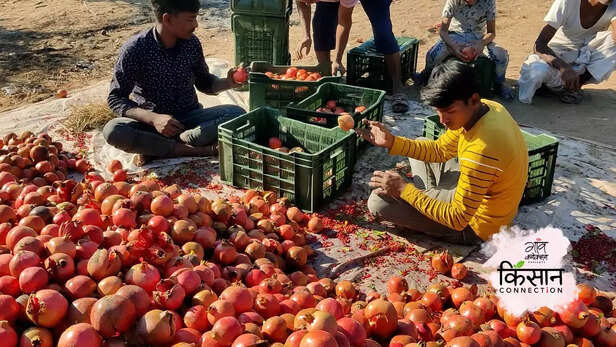 364193-pomegranate-farming-barmer-rajasthan-export-maharashtra-arid-region-1