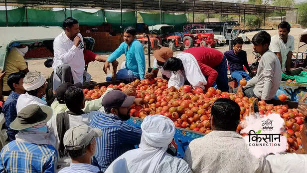 364194-pomegranate-farming-barmer-rajasthan-export-maharashtra-arid-region-4