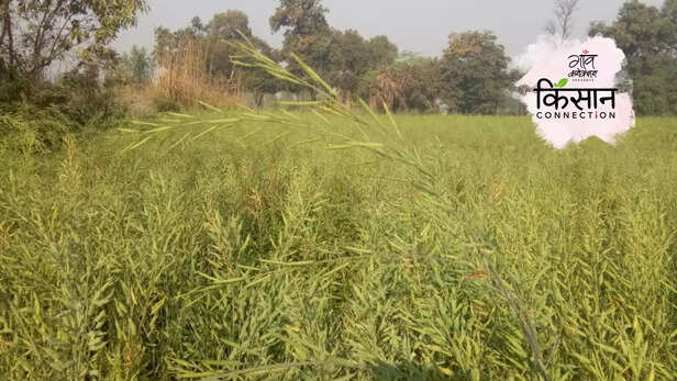 363815-mustard-crop-heatwave-oilseed-cultivation-climate-change-uttar-pradesh-mustard-production-3