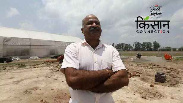 363287-polyhouse-farming-techniques-haryana-farmer-shimla-mirch-gerbera-icar-iiwbr-vegetable-cultivation-6