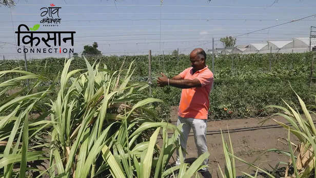 363290-polyhouse-farming-techniques-haryana-farmer-shimla-mirch-gerbera-icar-iiwbr-vegetable-cultivation-3