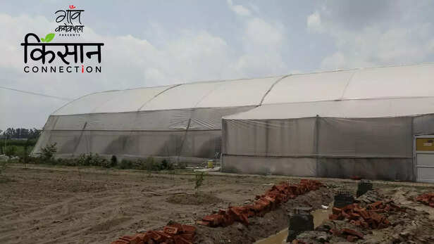 363291-polyhouse-farming-techniques-haryana-farmer-shimla-mirch-gerbera-icar-iiwbr-vegetable-cultivation-2