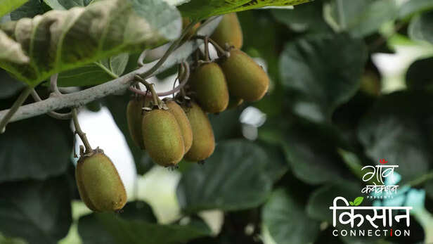 363233-kiwi-cultivation-bageshwar-uttarakhand-kiwi-farming-farmers-food-processing-3