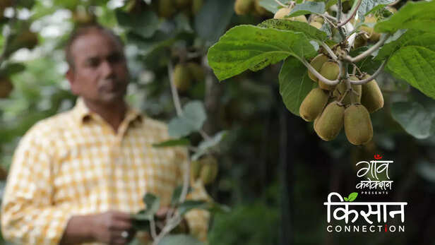 363236-kiwi-cultivation-bageshwar-uttarakhand-kiwi-farming-farmers-food-processing-1