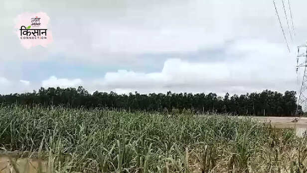 366566-haryana-punjab-floods