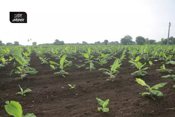 banana-farming-uttar-pradesh-fertilizer-growth-production-irrigation-2-1024x683