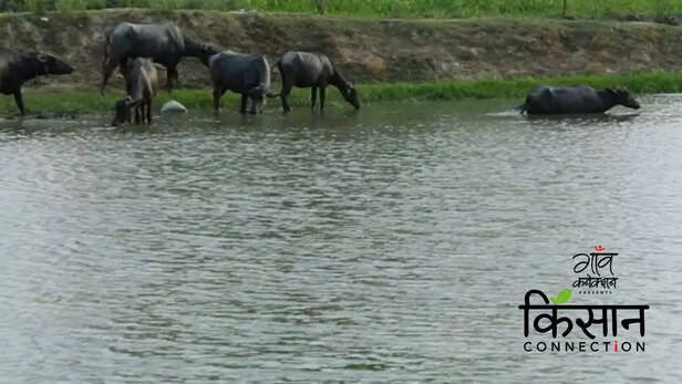 363310-integrated-farming-system-jharkhand-farmers-fishery-duckery-vegetables-fruit-cultivation-1