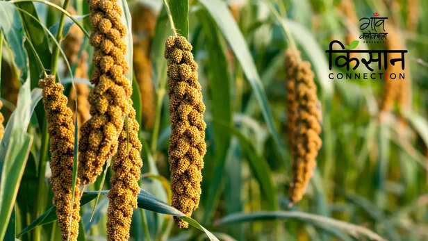363322-international-year-of-millets-2023-foxtail-millet-finger-millet-ragi-pearl-millet-bajra-buckwheat-little-millet-shri-anna-budget-4