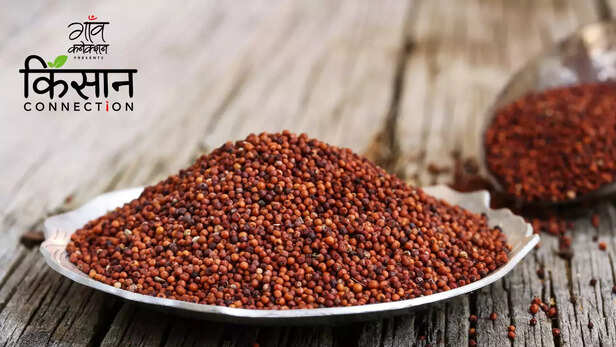 363324-international-year-of-millets-2023-foxtail-millet-finger-millet-ragi-pearl-millet-bajra-buckwheat-little-millet-shri-anna-budget-1