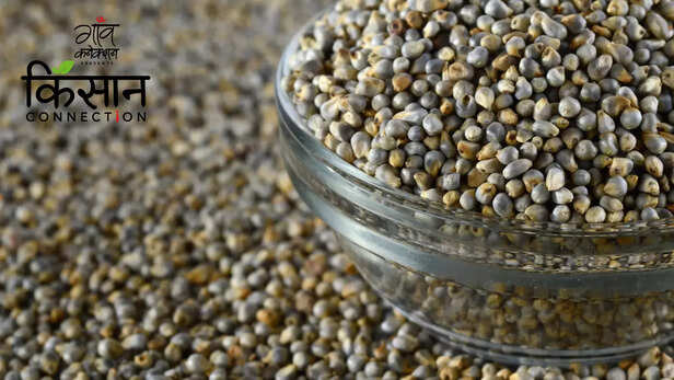 363325-international-year-of-millets-2023-foxtail-millet-finger-millet-ragi-pearl-millet-bajra-buckwheat-little-millet-shri-anna-budget-7