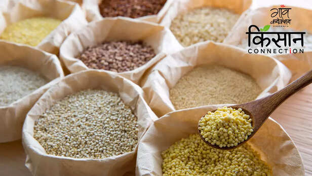 363326-international-year-of-millets-2023-foxtail-millet-finger-millet-ragi-pearl-millet-bajra-buckwheat-little-millet-shri-anna-budget-8