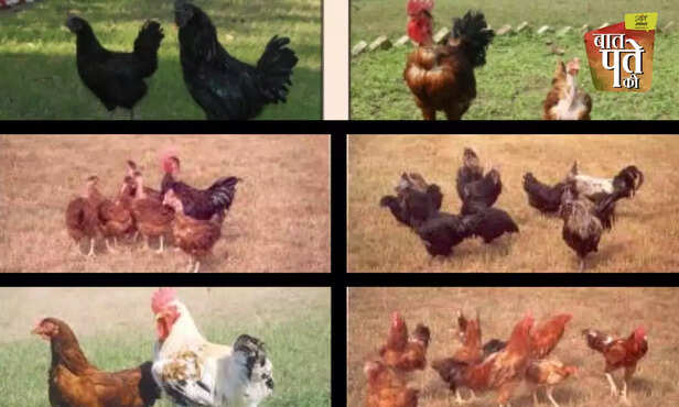 370546-native-indigenous-advanced-poultry-breed-backyard-farming-egg-meat-production-cari-debendra-nirbheek-aseel-vanaraja-srinidhi-gra-5