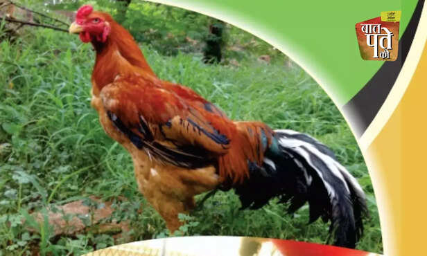 370549-native-indigenous-advanced-poultry-breed-backyard-farming-egg-meat-production-cari-debendra-nirbheek-aseel-vanaraja-srinidhi-gra-4
