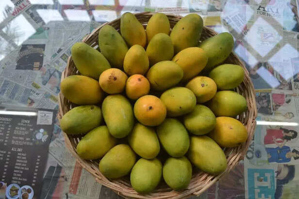 366031-indigenous-mango-varieties-desi-aam-malihabad-deshahri-cish-safeda-mango-1