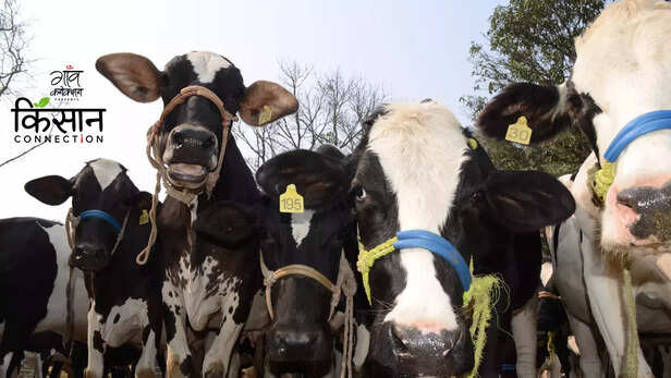 363211-dairy-farmer-youth-young-farmer-dairy-business-idea-jammu-kashmir-iddc-scheme-1