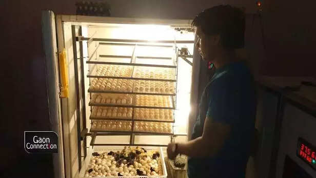 363389-chicken-meat-eggs