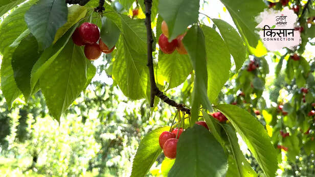 365950-cherry-farmers-srinagar-jammu-kashmir-climate-change-rainfall-hailstorm-3