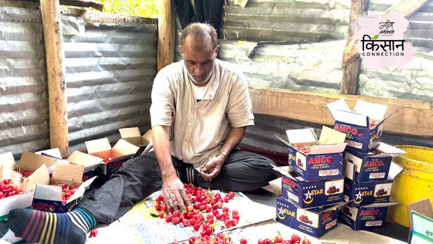 365951-cherry-farmers-srinagar-jammu-kashmir-climate-change-rainfall-hailstorm-4