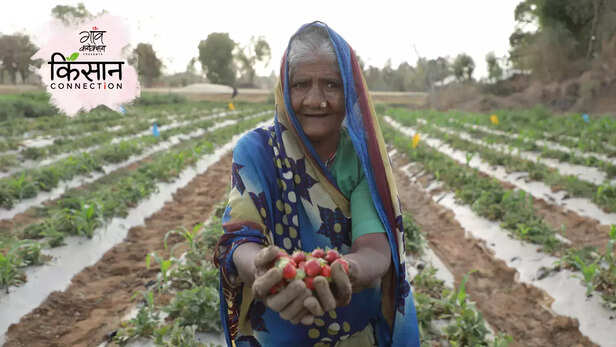 363642-strawberry-farming-bundelkhand-jhansi-chronic-drought-monsoons-groundwater-3