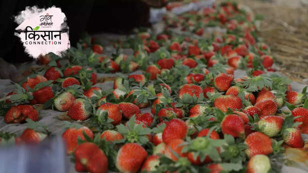 363644-strawberry-farming-bundelkhand-jhansi-chronic-drought-monsoons-groundwater-1
