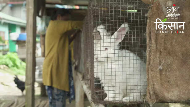 363153-angora-rabbit-farming-sikkim-farmers-krishi-vigyan-kendra-namthang-handloom-art-gurung-community-2