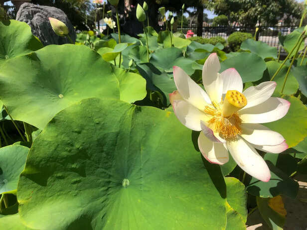 Lotus plant Vedic essence