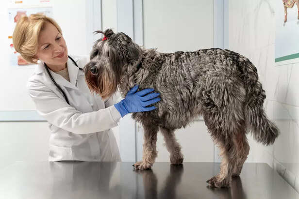 Veterinarian and Dog